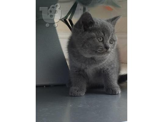 PoulaTo: Εκπληκτικές βρετανικές μικρές γαϊδουράκια έτοιμα να ενταχθούν στο νέο σπίτι για Χριστούγεννα